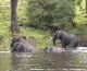 Happy Weekend! Elephants Snorkeling