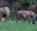 Happy Weekend: Happy Animals!