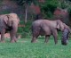 Happy Weekend: Happy Animals!