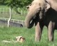 Happy Weekend: Easter Elephants