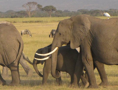 Falling in Love with Elephants