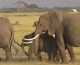 Falling in Love with Elephants