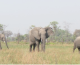 A tragic loss for the GRI-Elephant Orphanage Project