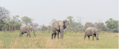 A tragic loss for the GRI-Elephant Orphanage Project