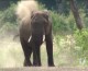 HAPPY WEEKEND: Dust Bath!