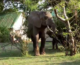 Happy Weekend: South Luangwa Safari!