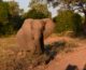 From Tuskers to Tuskless in Just a Century